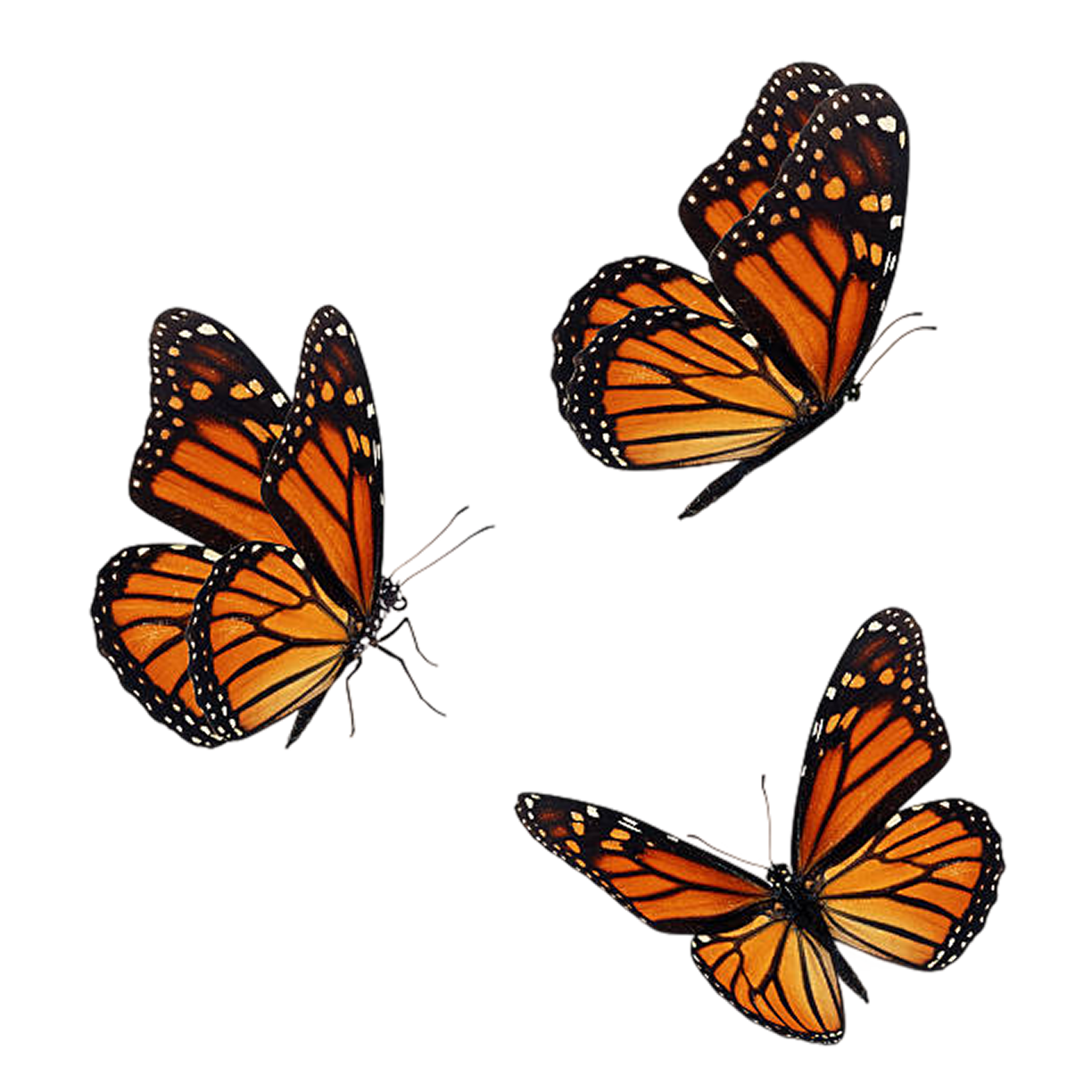 Monarch butterflies