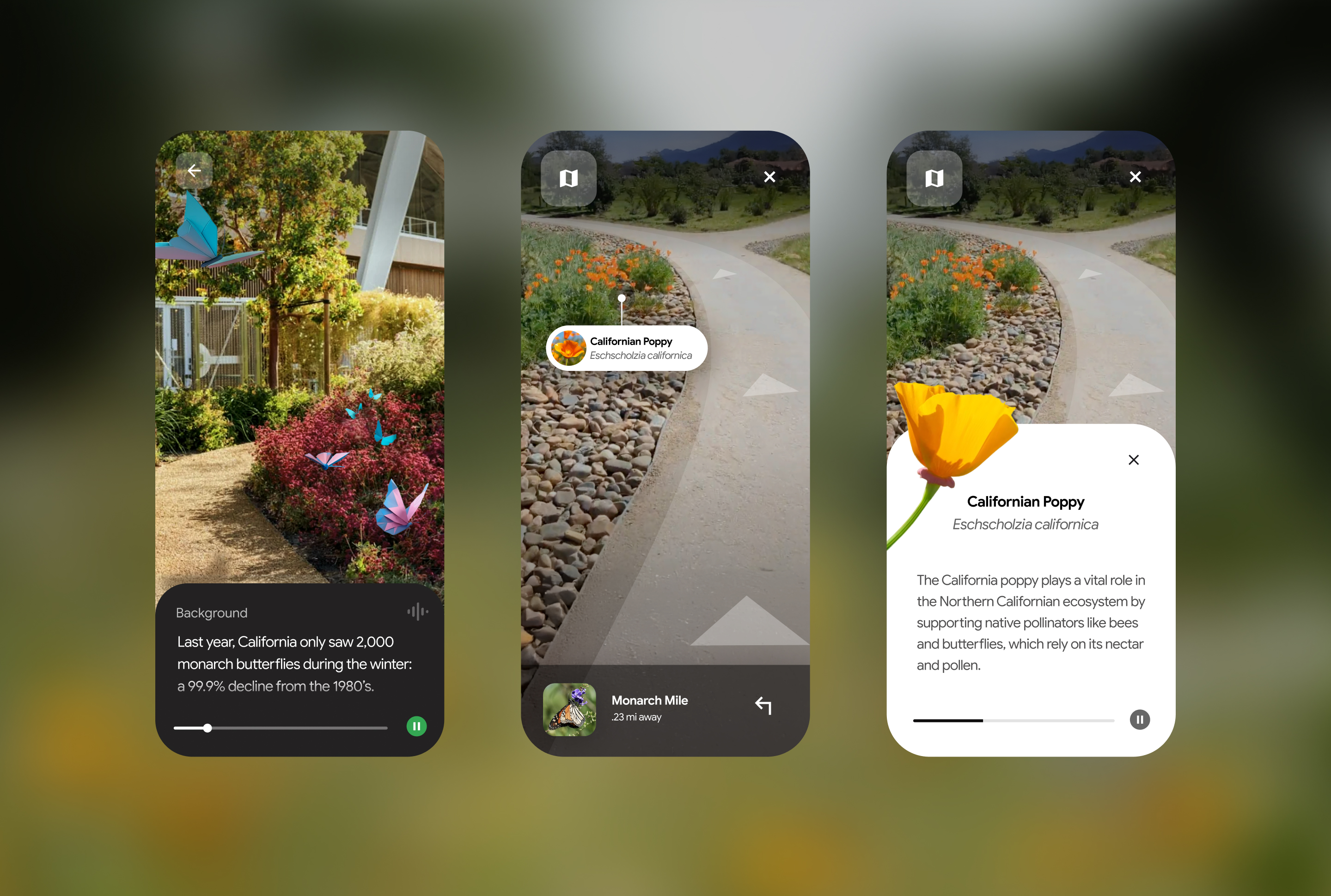 AR experience — Californian Poppy discovery